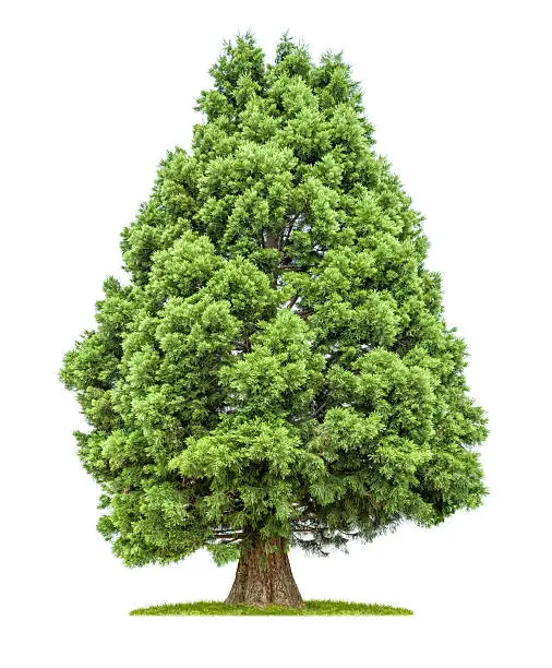 isolated redwood tree on a white background