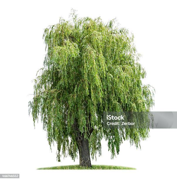 Isolated Weeping Willow On A White Background Stock Photo - Download Image Now - Willow Tree, Weeping Willow, White Background