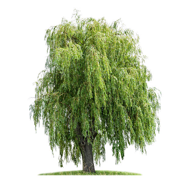 salgueiro-chorão isolado sobre um fundo branco - willow tree weeping willow tree isolated imagens e fotografias de stock