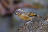 brown-cheeked-fulvetta.jpg?b=1&s=170x170&k=20&c=c14jNYSg0OgwxWdNzvUnK6XU2kGYJRowsLbmmOnbUss=