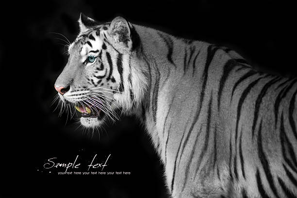 Gray Tiger With Black Stripes And Blue Eyes On Black Backgro Stock Photo -  Download Image Now - iStock