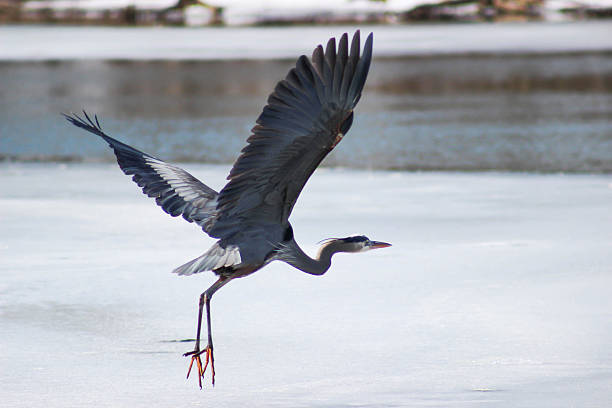 istock Blue Heron Landing on Frozen Park Lake 466147080