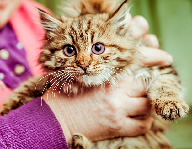 istock Sweet pussy in female hands 466147246