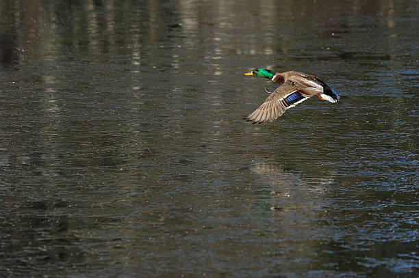 Duck in flight Duck in flight oregon us state photos stock pictures, royalty-free photos & images
