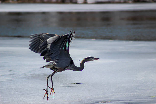 istock Blue Heron Landing on Frozen Park Lake 466149704