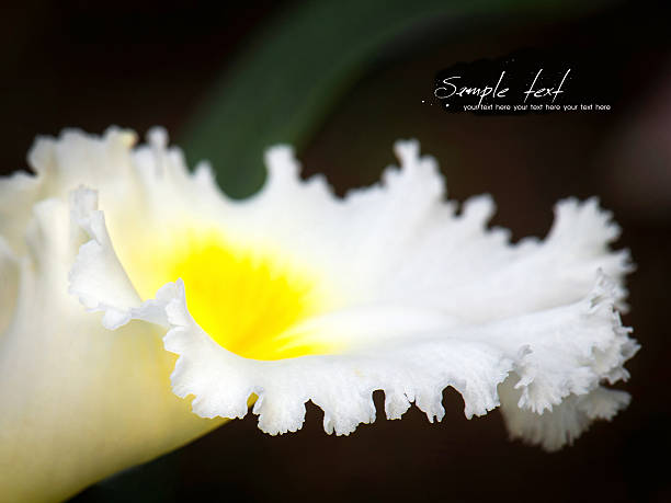 orchid - at the edge of fotos - fotografias e filmes do acervo