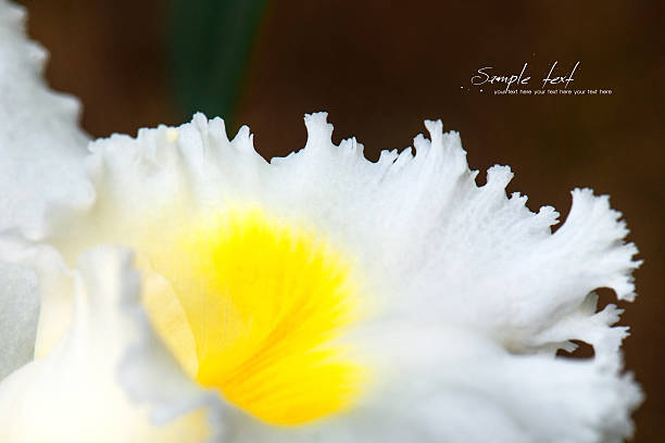 orchid - at the edge of fotografías e imágenes de stock