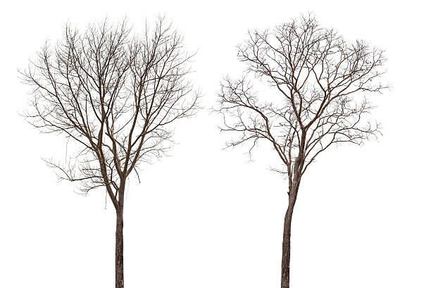 мертвое дерево - bare tree dry tree branch стоковые фото и изображения