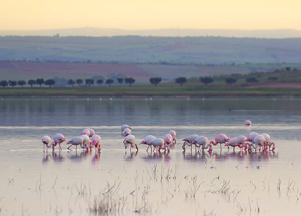 Flamingo north africa