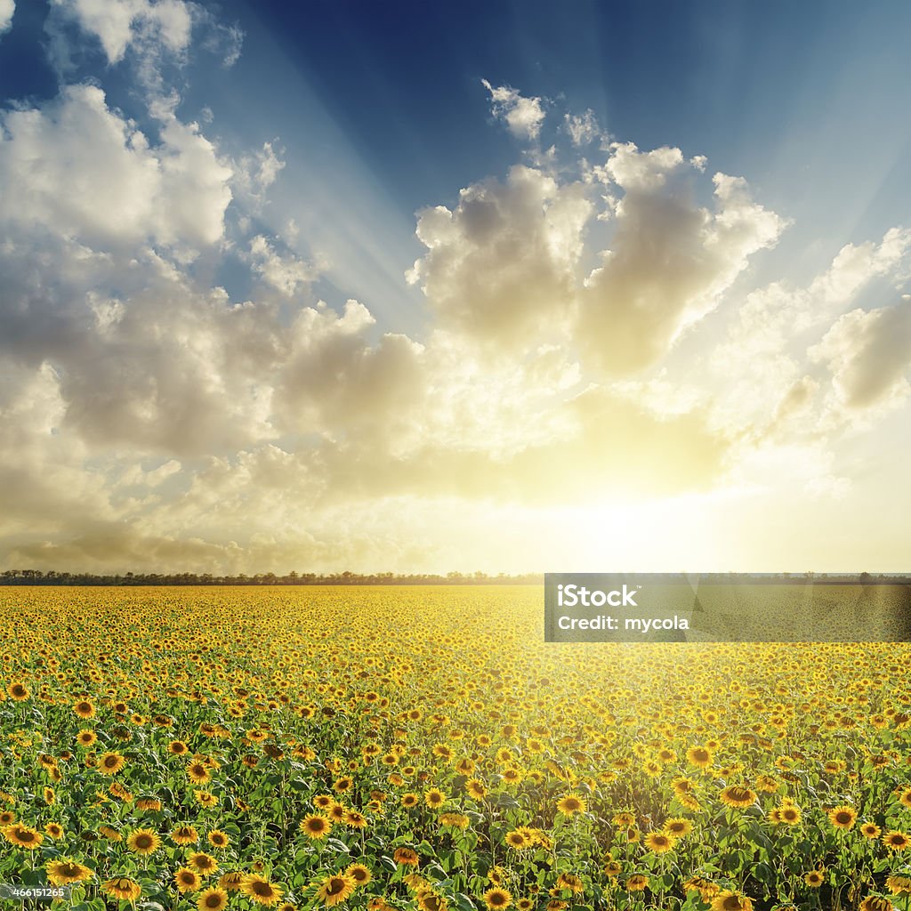 cloudy sunset over field with sunflowers Agriculture Stock Photo