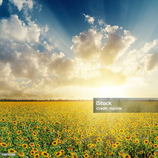 Cloudy Sunset Over Field With Sunflowers Stock Photo - Download Image Now - Agriculture, Backgrounds, Blue