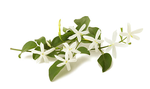 jasmine flowers jasmine flowers on branch isolated on white jasmine stock pictures, royalty-free photos & images