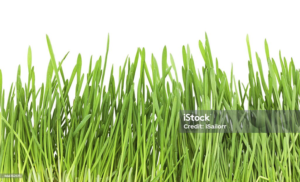 Green Gras - Lizenzfrei Feld Stock-Foto