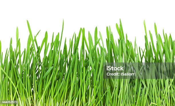 Green Gras Stockfoto und mehr Bilder von Feld - Feld, Fotografie, Frische