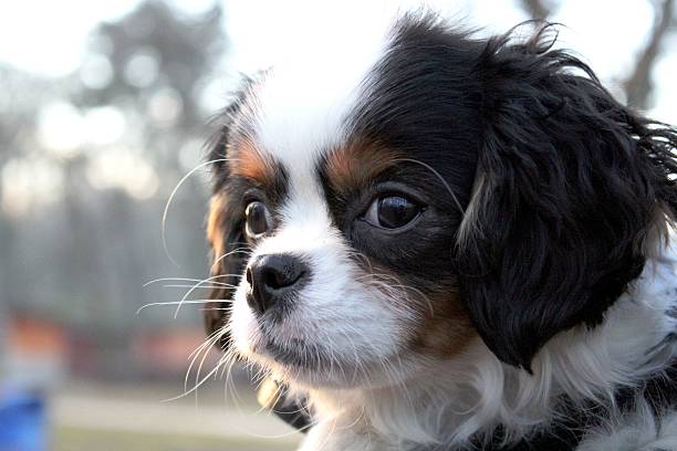 귀여운 강아지-카발리에킹찰스스패니얼 강아지 스톡 사진