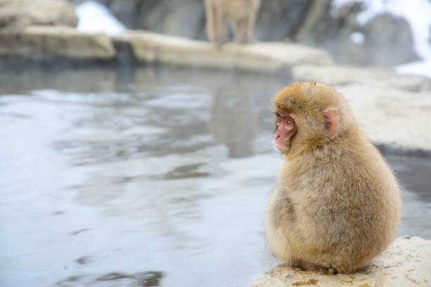 scimmia di neve - jigokudani foto e immagini stock
