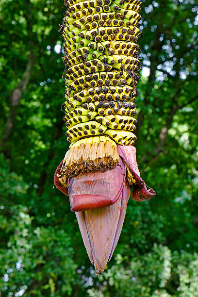 banana - healthy eating freight transportation globe planet imagens e fotografias de stock