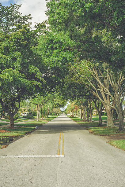 istock Street Trees Somewhere in Florida 466154230
