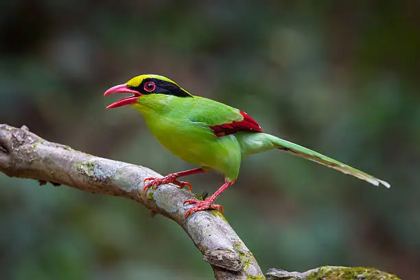 Photo of Portrait of  Common green magpie