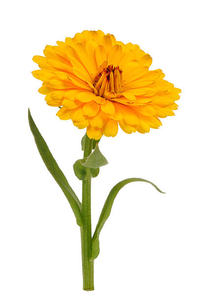 istock Yellow Calendula Officinalis (Pot Marigold) Flower Isolated on White Background 466155244