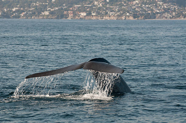 Blue Whale Off Dana Point Blue Whale Tail Fluke dana point stock pictures, royalty-free photos & images