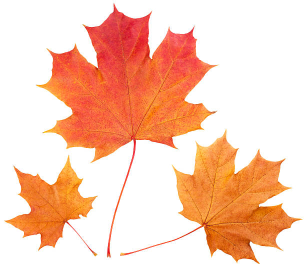 istock Yellow autumn maple leaves isolated on white background 466155841