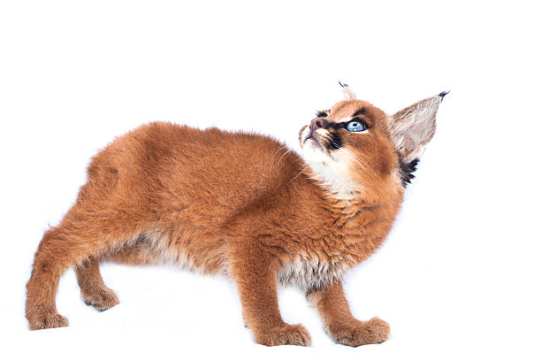 istock Blue eyed baby caracal 466156111