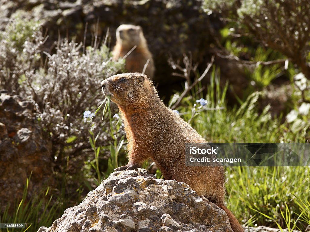 Rock Chuck In Yellowstone Stock Photo - Download Image Now - Animal, Animal  Wildlife, Animals In The Wild - iStock