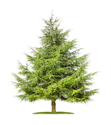 isolated cedar tree on a white background