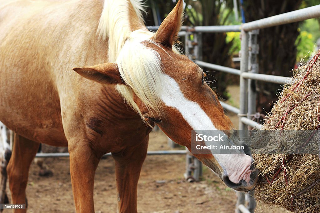 Horse eating dry grass on the farm Horse  eating dry grass on the farm in rural Thailand Agricultural Field Stock Photo