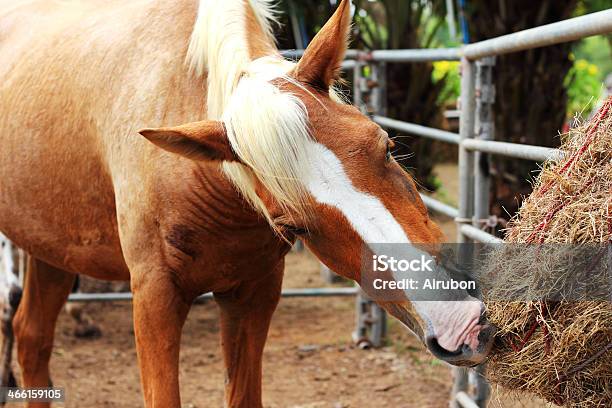 Horse Eating Dry Grass On The Farm Stock Photo - Download Image Now - Agricultural Field, Agriculture, Alertness