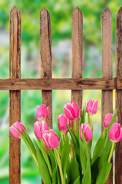istock wooden garden fence 466159468