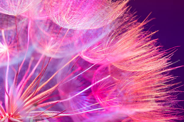 istock Colorful Pink Pastel Background - vivid abstract dandelion flowe 466159536