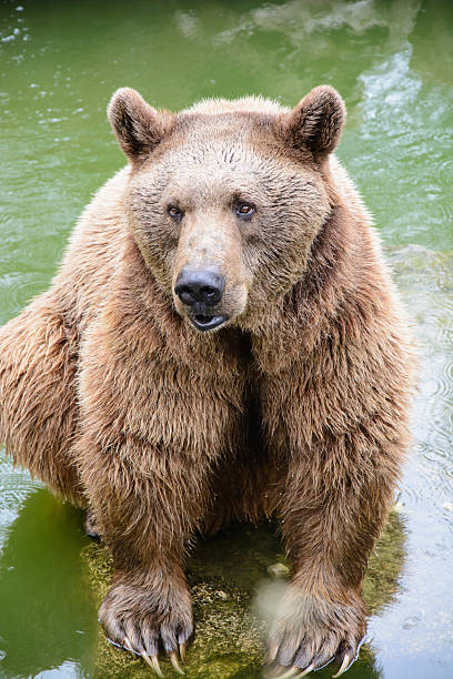 istock Brown bear sitting on the rock 466159538