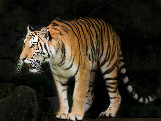 тигр - tiger animal endangered species human face стоковые фото и изображения