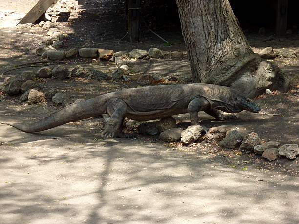 istock Komodo Dragon, Rinca island - Indonesia 466159983