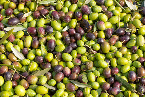 olive - olive olive tree italy italian culture foto e immagini stock