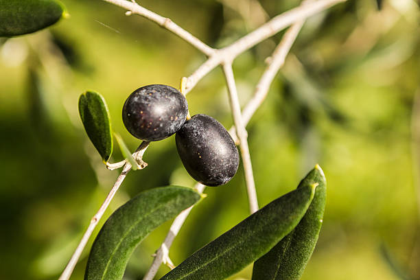 istock Selective Focus on Olives in Tuscany, Italy 466160351