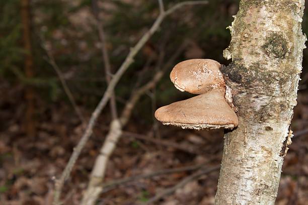 istock Birch Polypore  - Piptoporus betulinus on Birch tree 466160354