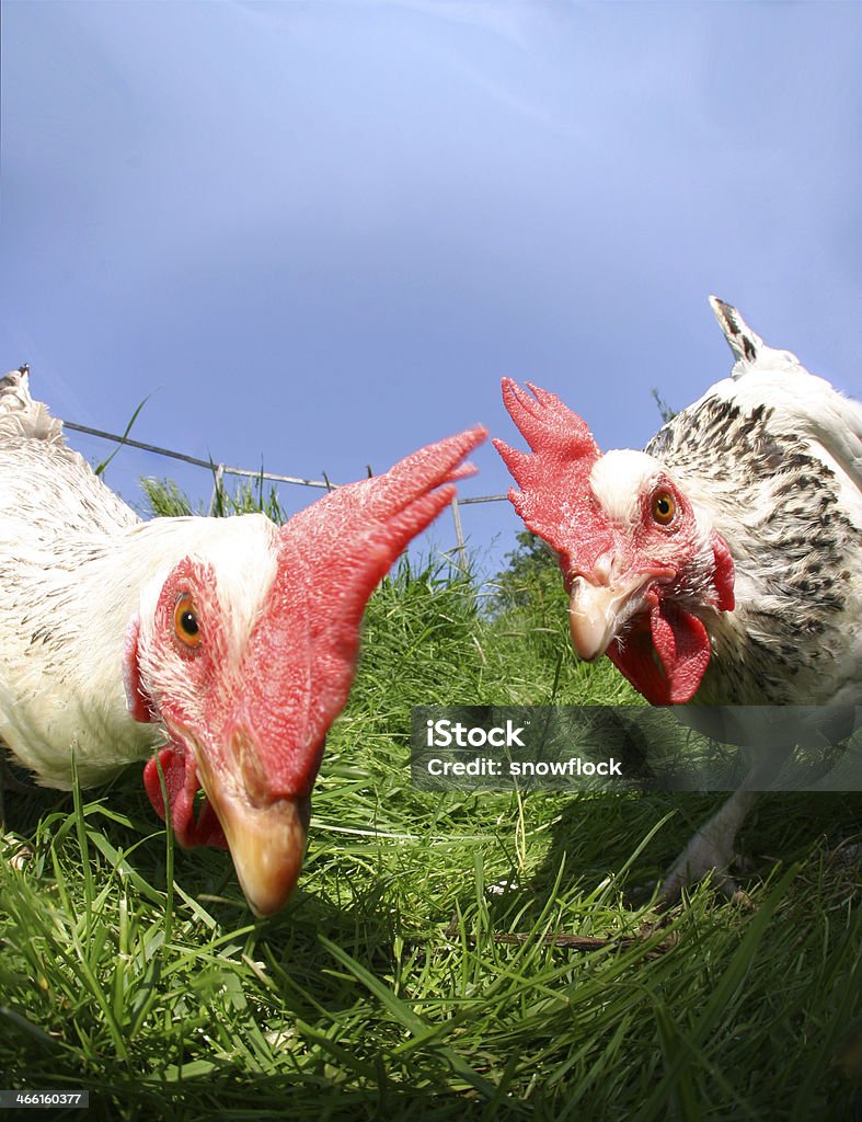 Engraçado empolgante as aves de capoeira - Foto de stock de Alarme royalty-free