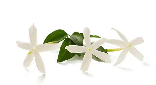 Photo of jasmine flowers