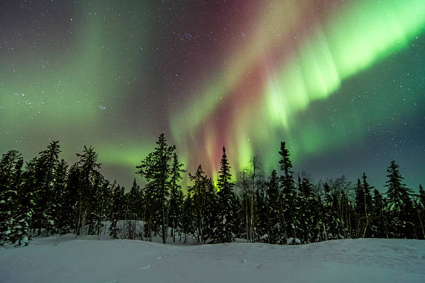 istock Aurora Over Trees in Yellowknife, Canada 466160662