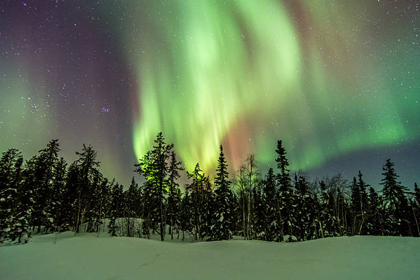 istock Aurora Over Trees in Yellowknife, Canada 466160664