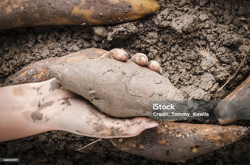 Hand handle Yacon root Hand handle fresh yacon root on the loose soil Agriculture Stock Photo