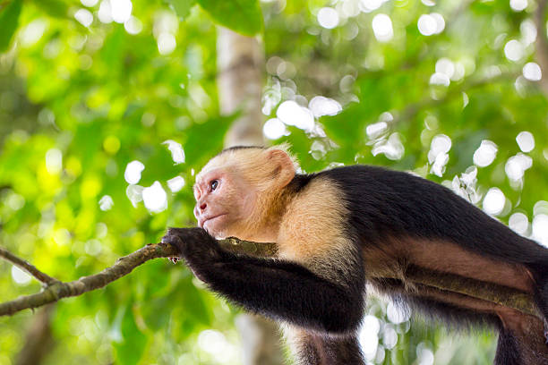 istock Close up of a capuchin monkey with trees behind 466163654