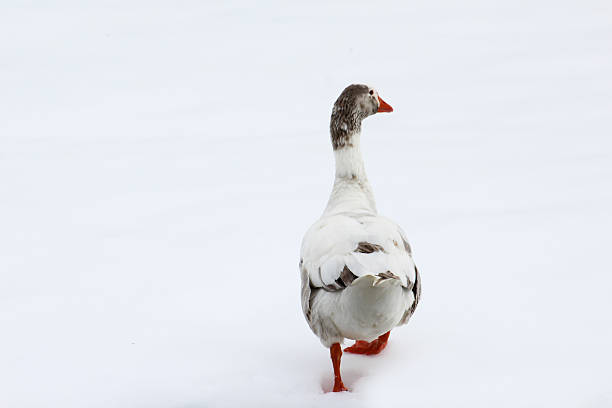 istock Goose Walking in Snow 466163860
