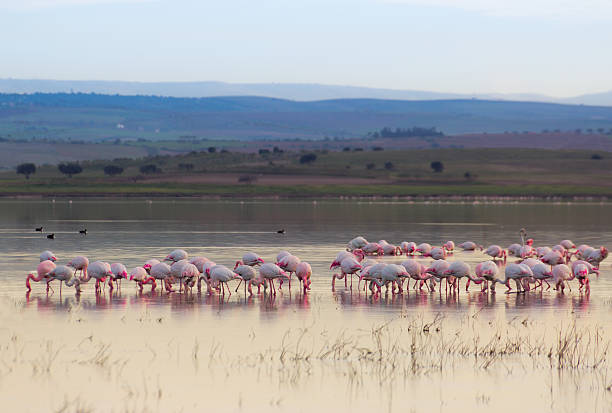 istock Flamingo north africa 466164092