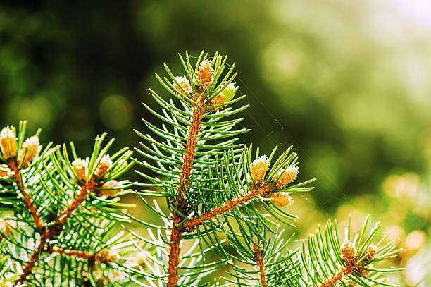 Young shoots of pine trees stock photo