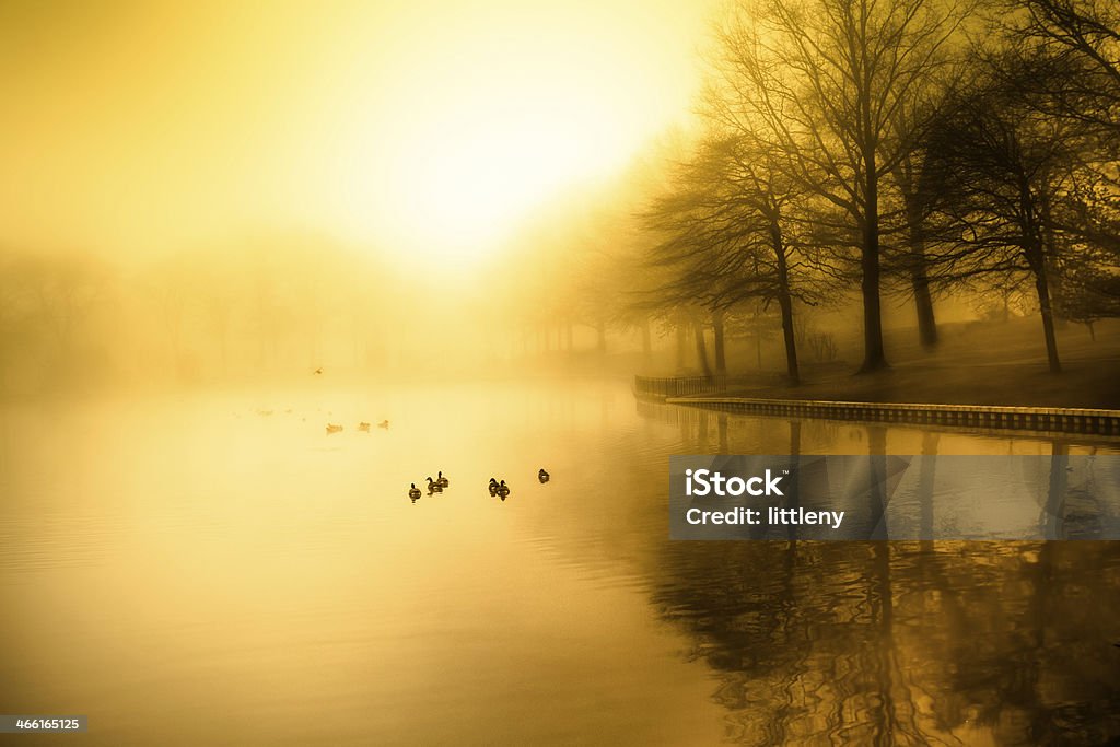 Morning Fog Fog and golden morning light over duck pond Beauty In Nature Stock Photo