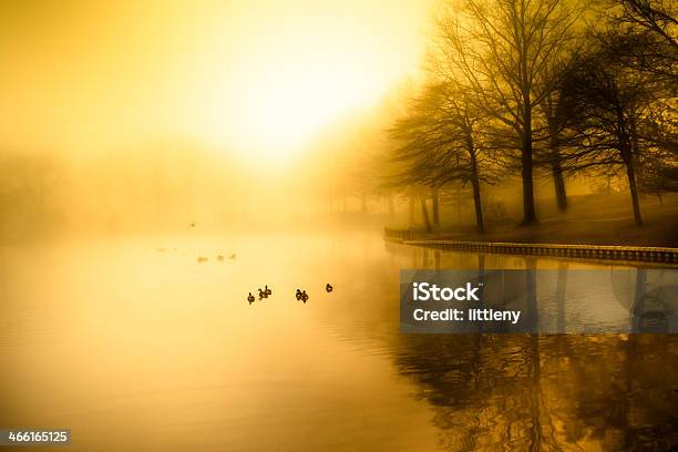 Morning Fog Stock Photo - Download Image Now - Beauty In Nature, Dawn, Duck - Bird